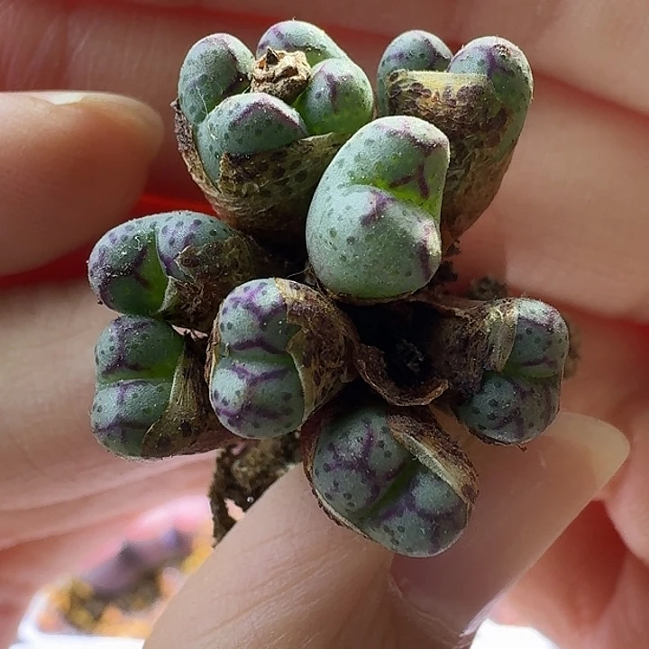 43号9头y480火大龙姬