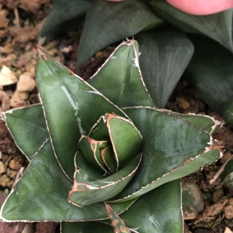 桃太狼脱盆发货哈哈哈哈