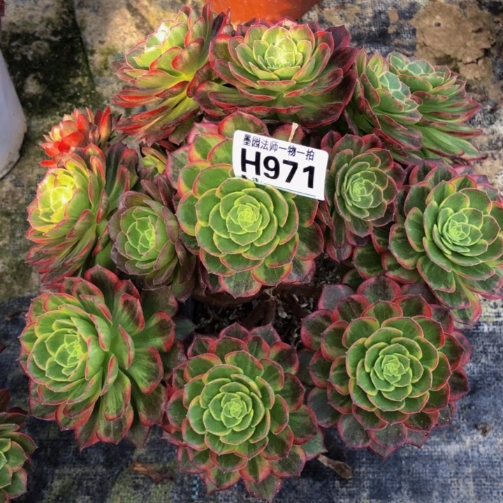 妙*祥万黄金多肉9710000000