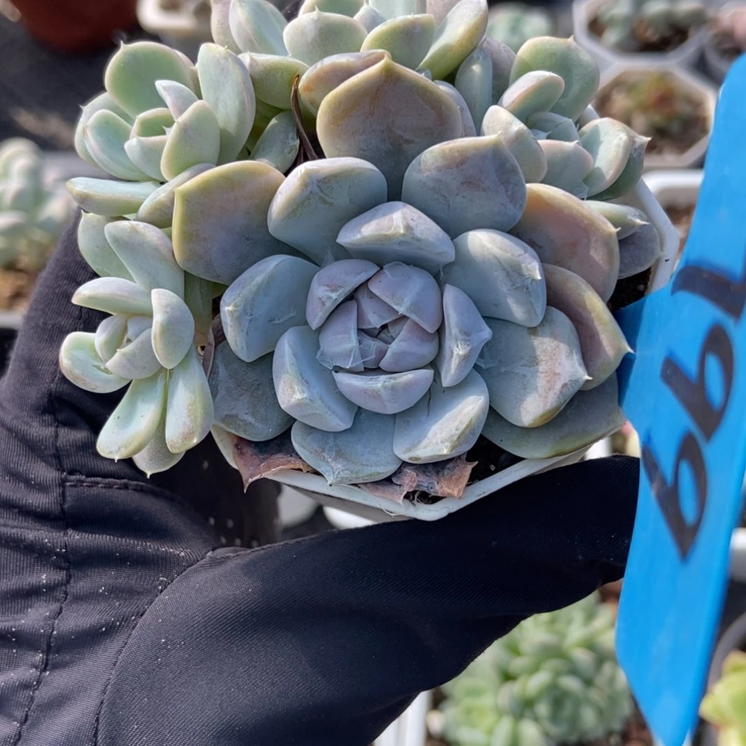 799汉堡多肉植物duorou