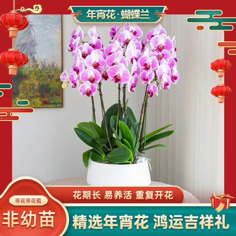 甄选蝴蝶兰【喜鹊】室内花卉 客厅办公室 绿植 婚礼宴请送人送礼