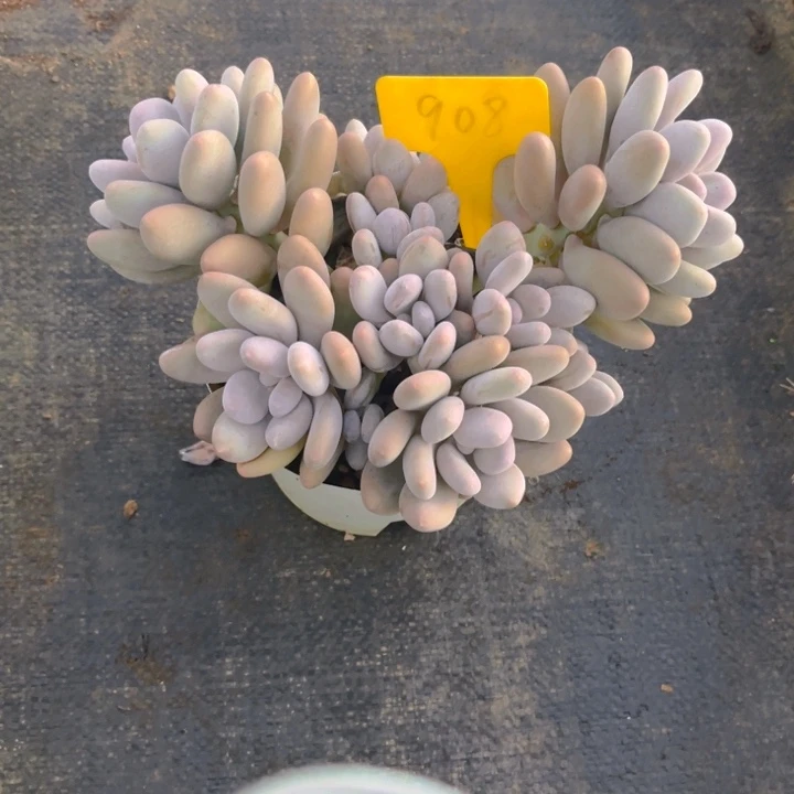 @***@桃美人多肉植物9 0 8
