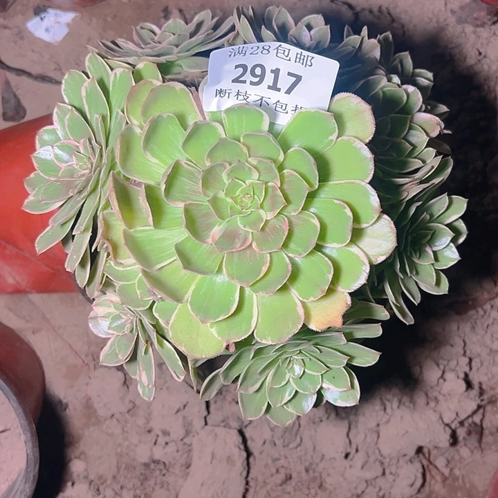 2917莲花座多肉植物