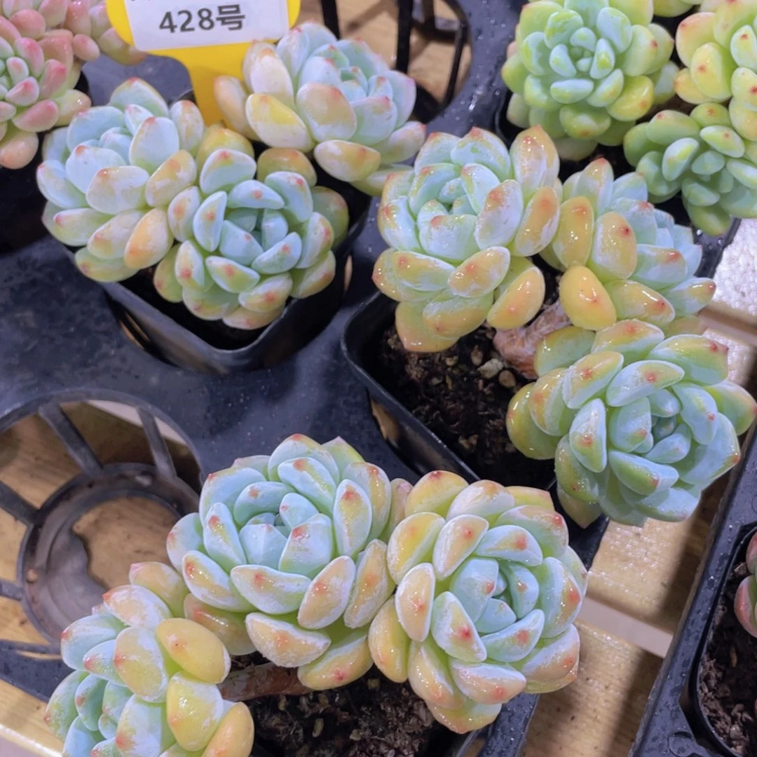 428号 老桩梦露冷香杂一个