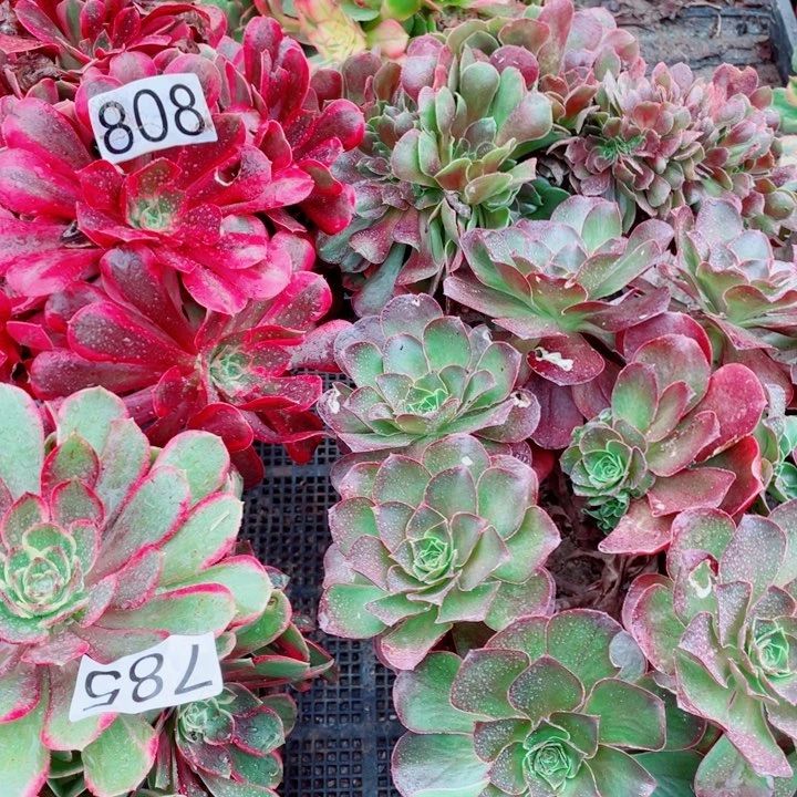 多肉植物组合808