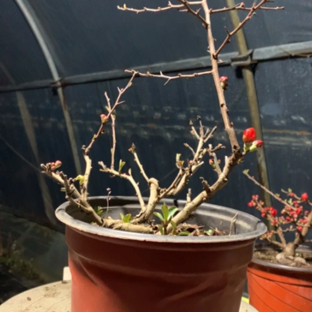 【闪购商品】老*原生