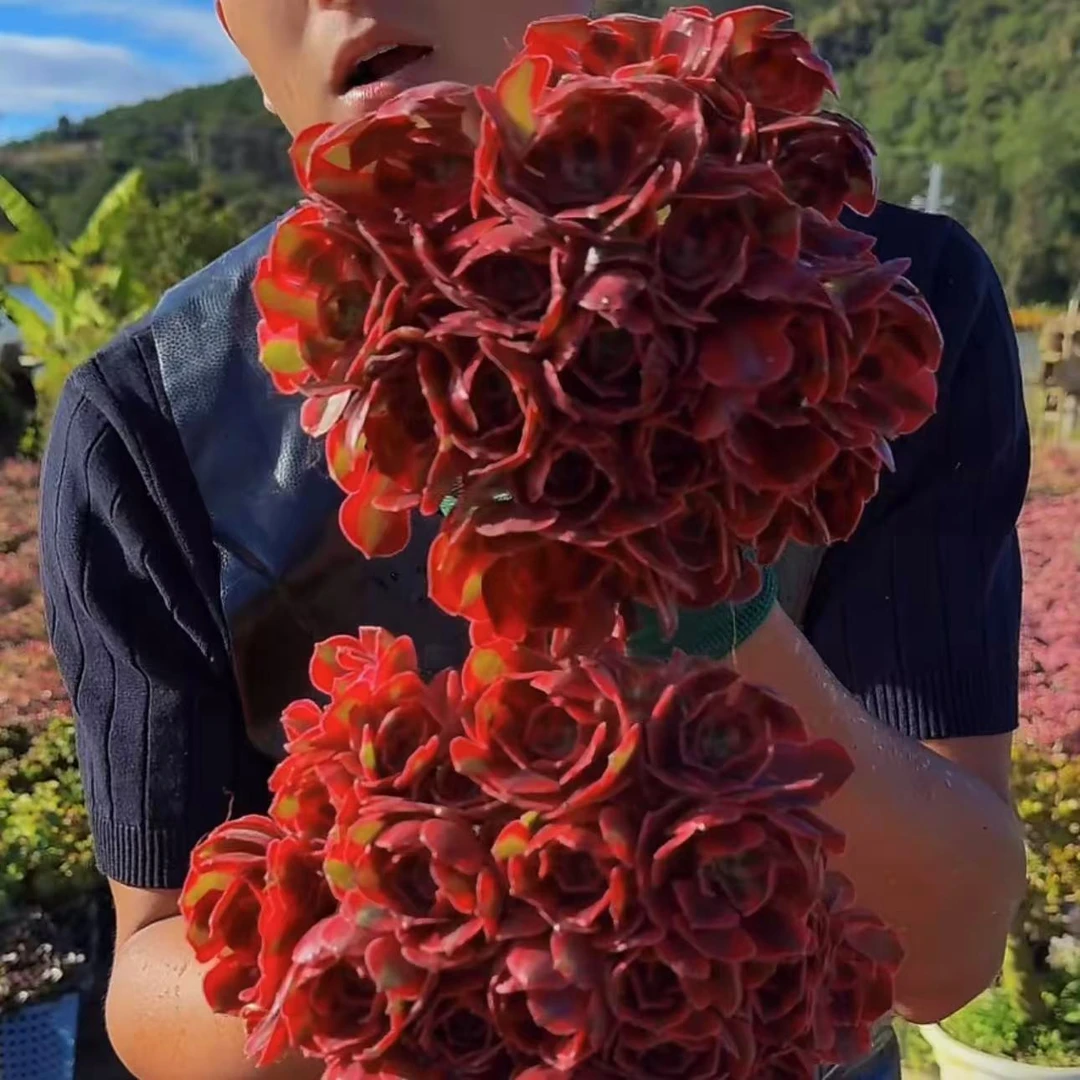 零花钱多肉  地栽粉女巫法师       多肉植物