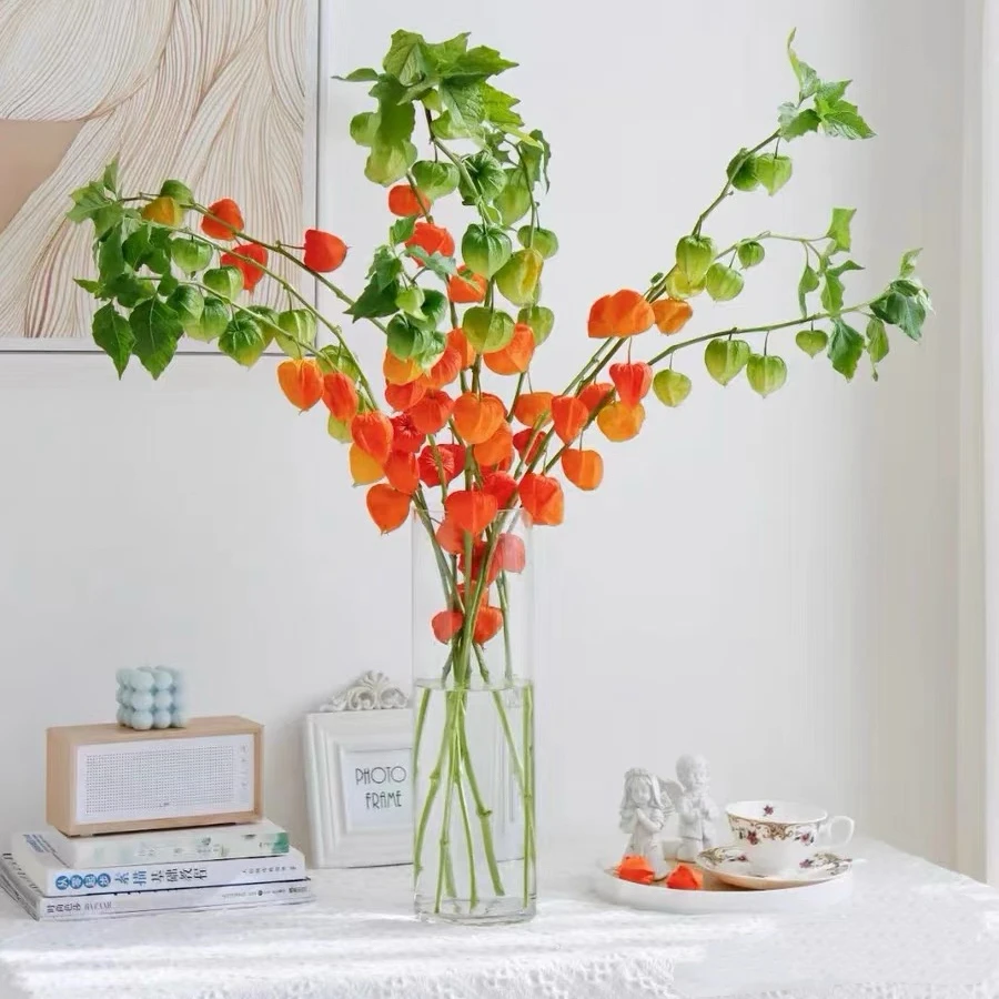 （优花阁）网红酸浆果云南直发可做干花美观的水培鲜花