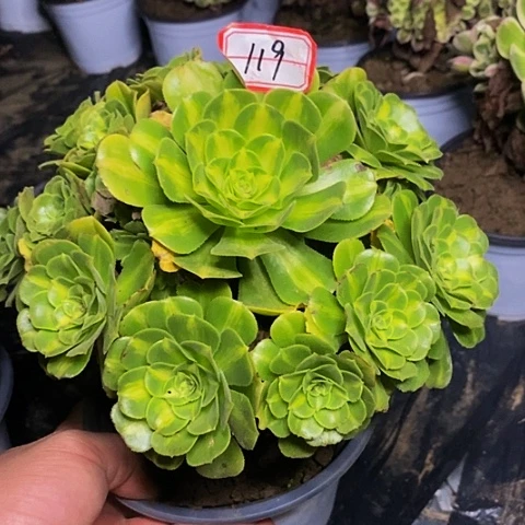 翡翠琉璃老桩捧花119号