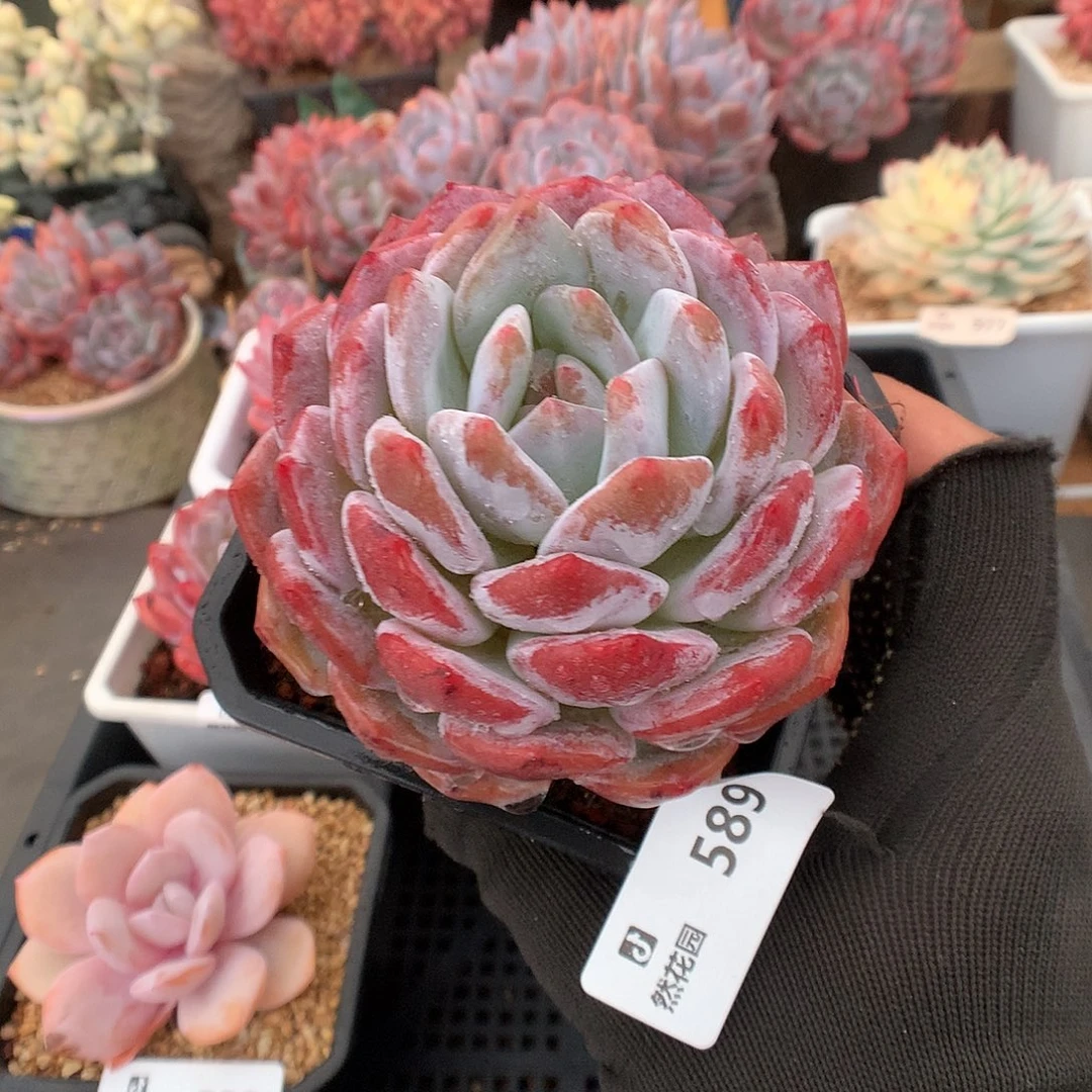 589梦露多肉植物6666