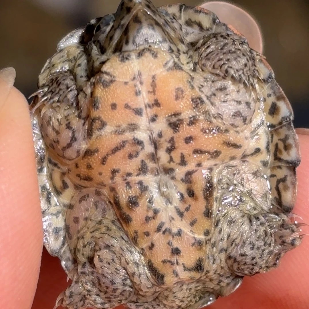 宠物龟不分公母F1全品双满文粗纹黑刀