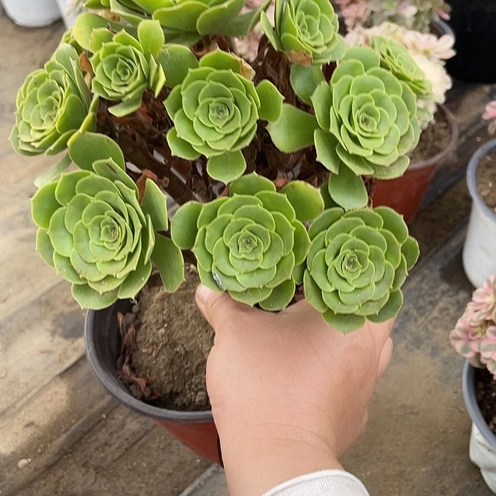 387绿羊绒多肉植物法师