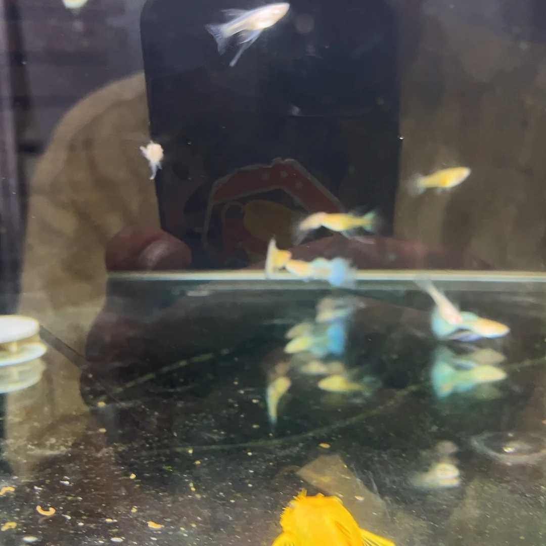 念***忘孔雀鱼超白体蓝白6条