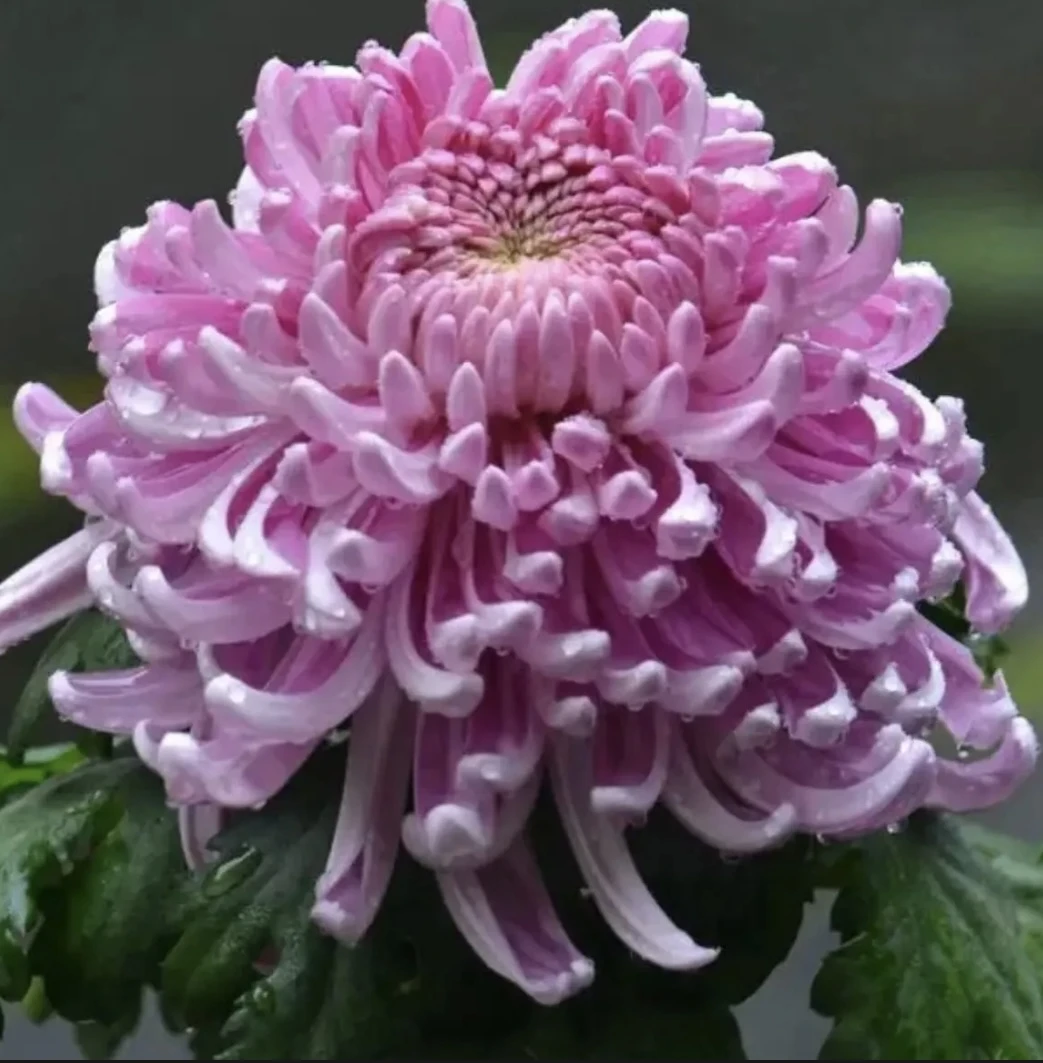【粉国华】超大花菊花盆栽大花多年生耐寒好养花卉带花苞发货