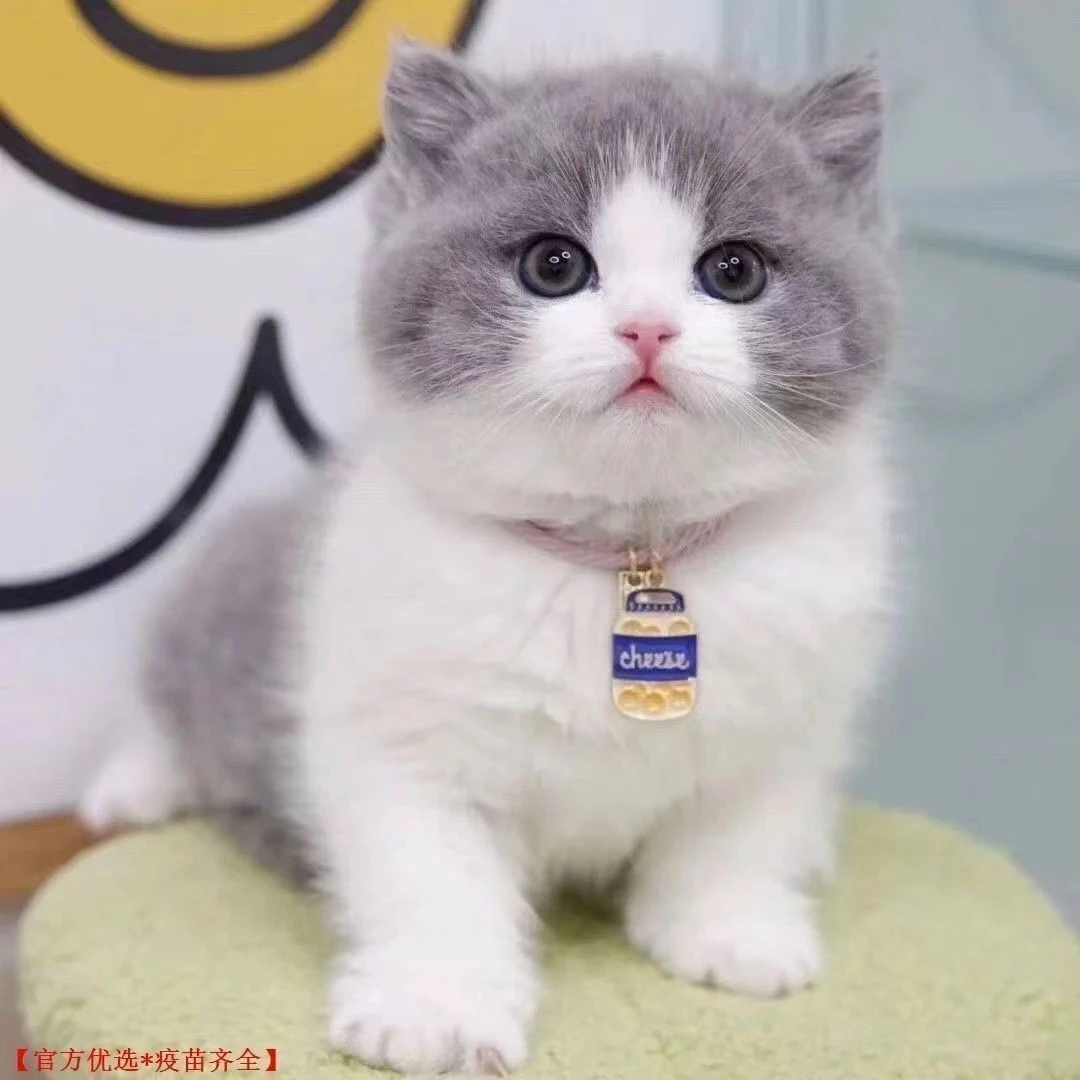 【星星宠物养殖基地】猫咪活体直播链接(拍下咨询客服）