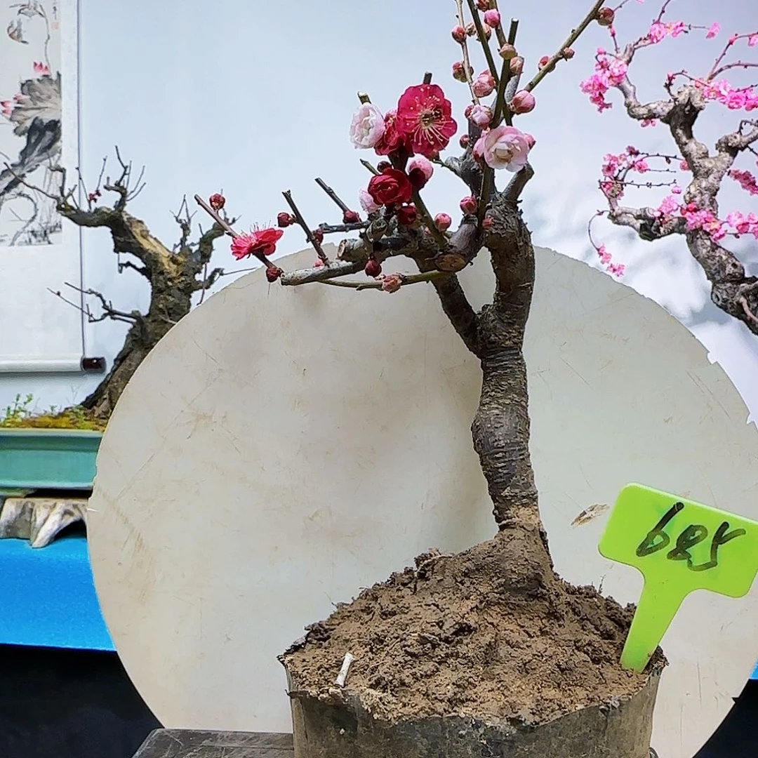 红陶面****哥f l l l l