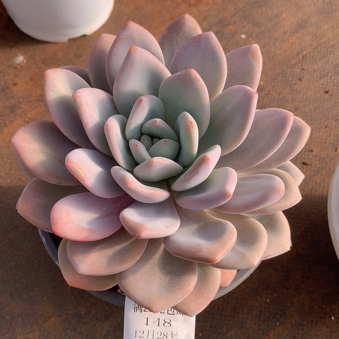 【闪购商品】云148号