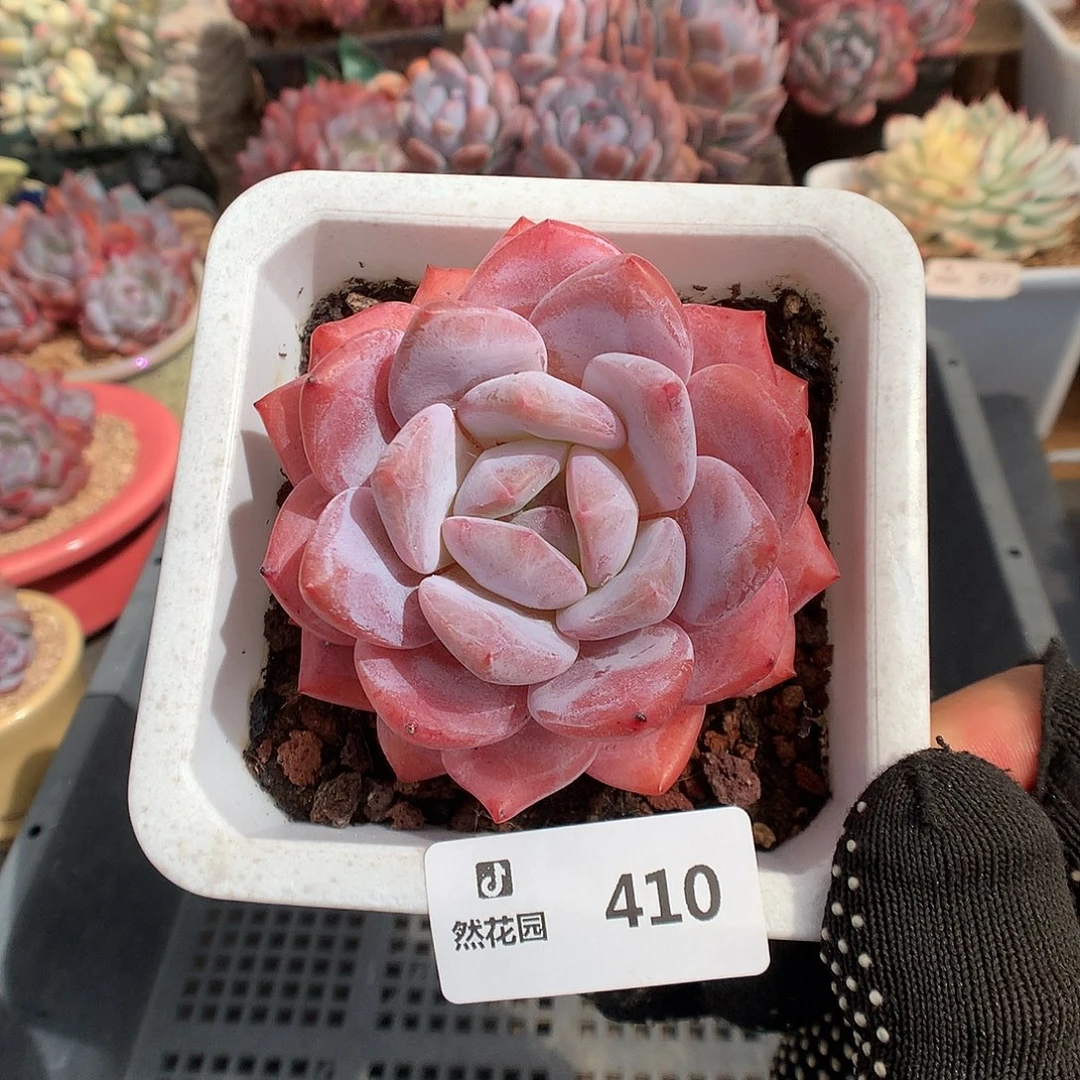 410雪天使多肉植物6666