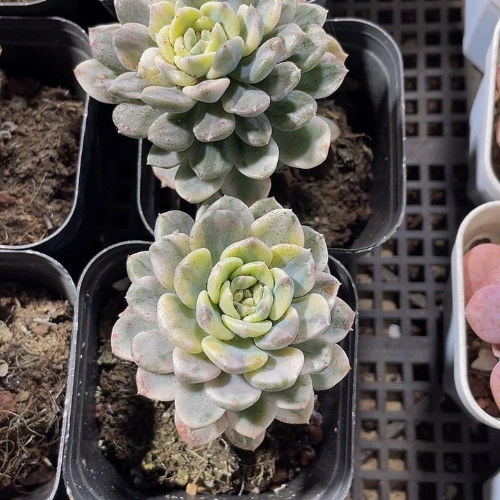 粉布偶锦到盆土发货