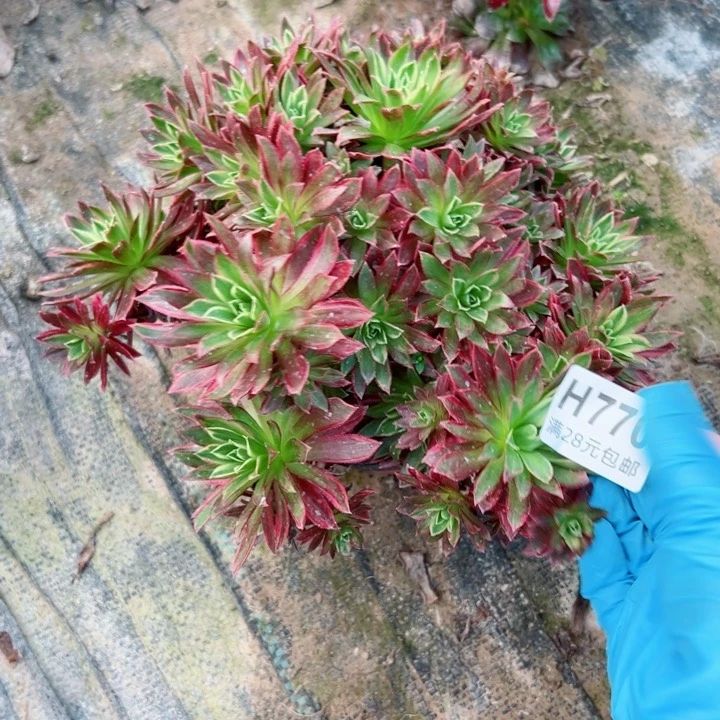 770凤凰锦多肉植物