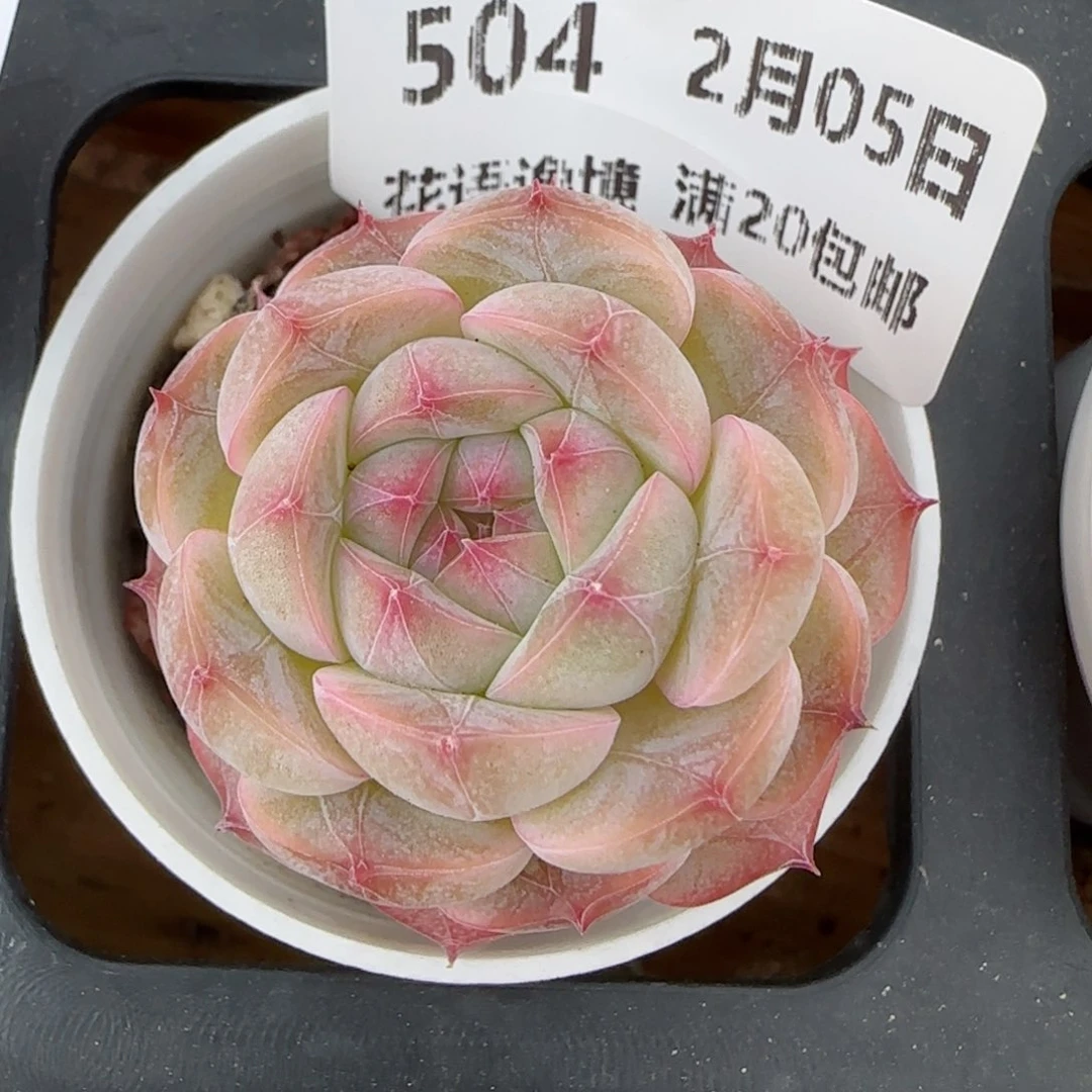 花语逸镜0205-504