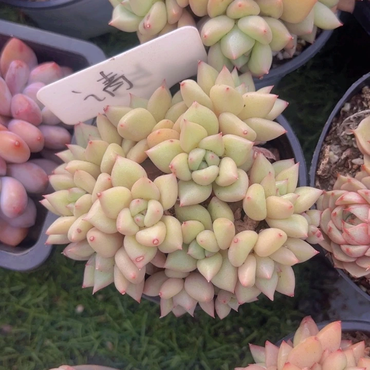 健健康康平平安安