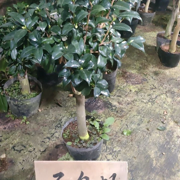 津川娇原盆原土951原盆