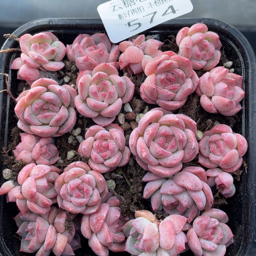 云糖心多肉植物574