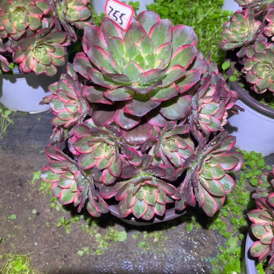 755多肉植物纳福法师