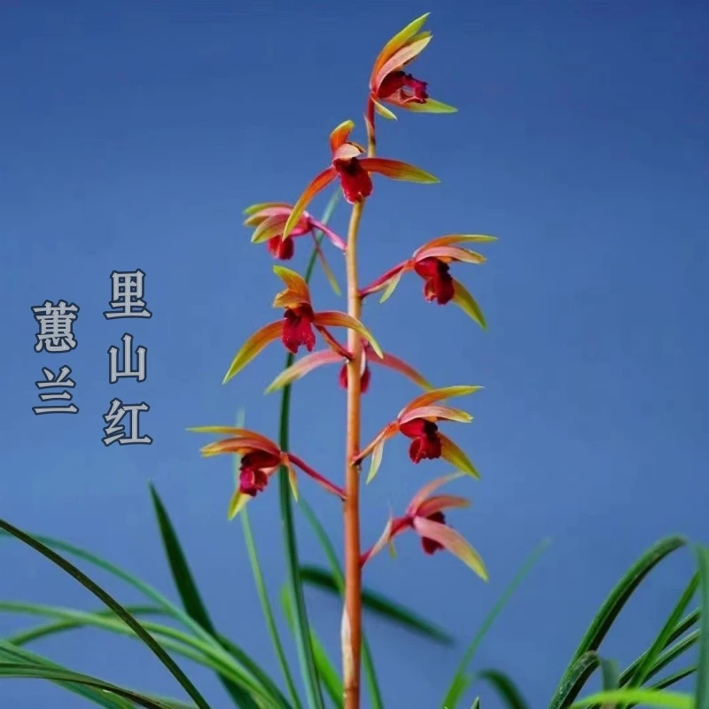 蕙兰-里山红-人工种植组培硬化5年-连体2苗