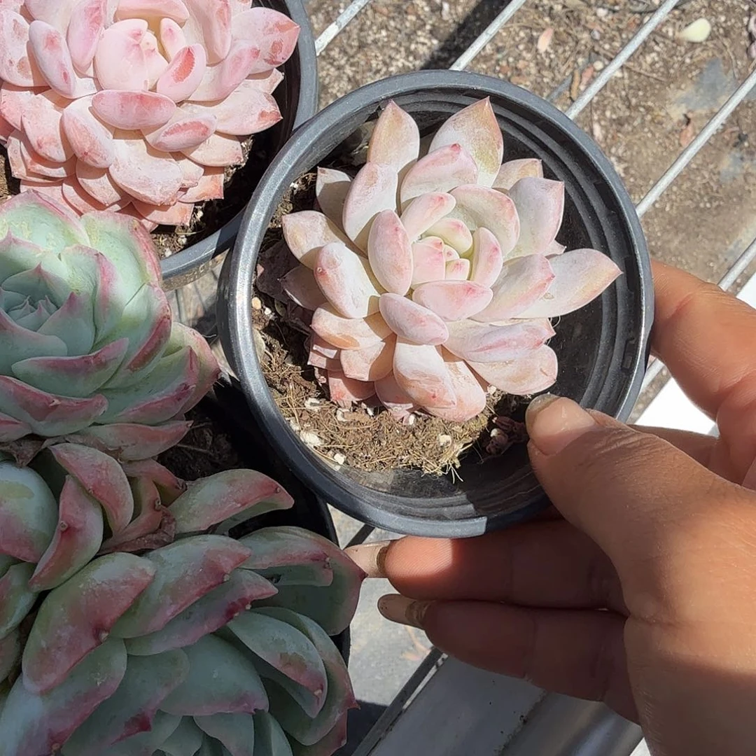 玉芙蓉多肉植物精品