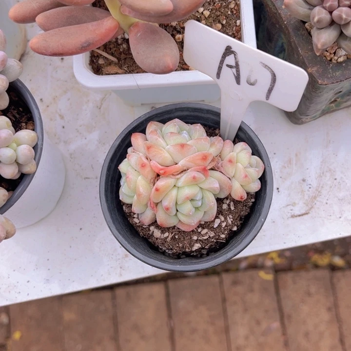 健健康康平平安安