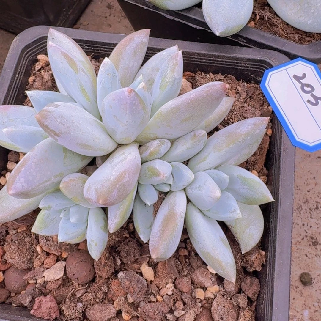 203伊丽莎白凡艺多肉