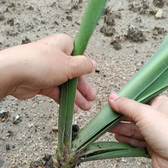 无花朵淬炼5+裸球发货
