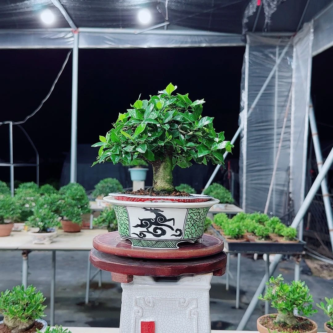 皇***座玉环栀子花配手绘盆