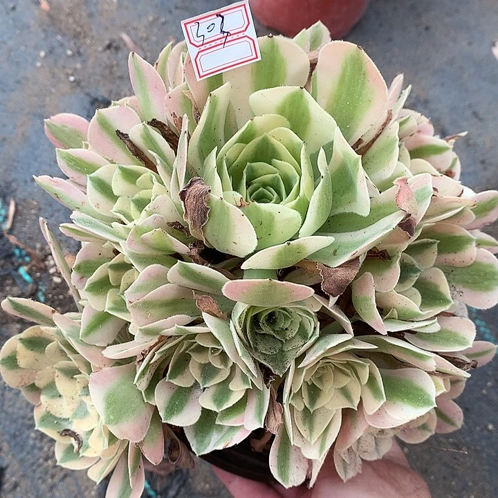 303粉女巫多肉植物