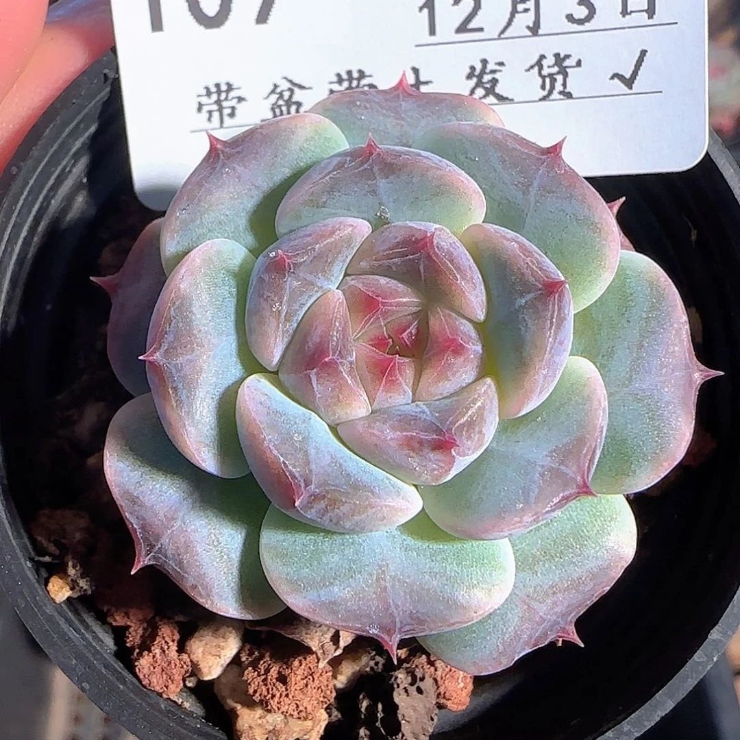 多肉1203-109福利福利