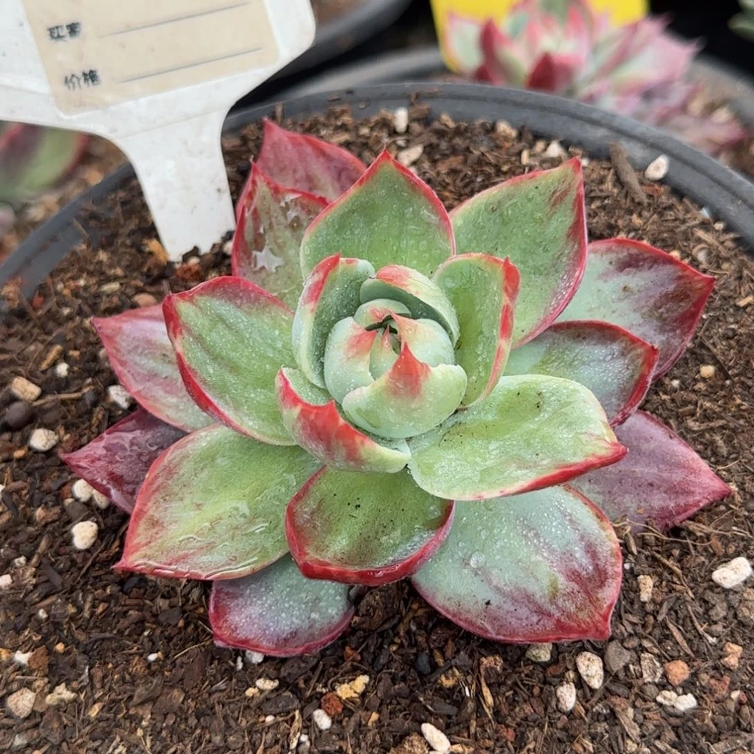 惊鸿一物一拍包装收缩花旱623