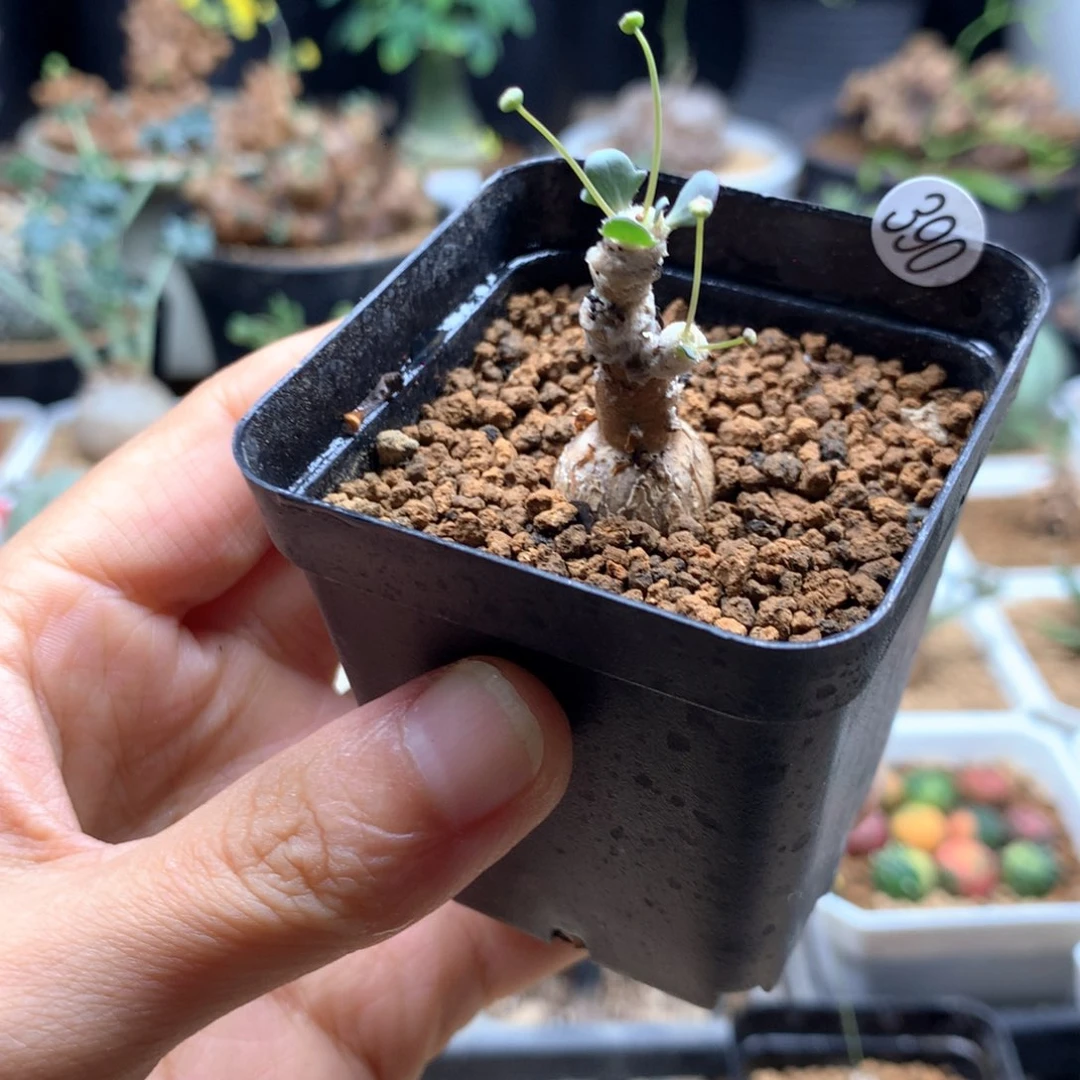 小派马厚敦菊带盆390