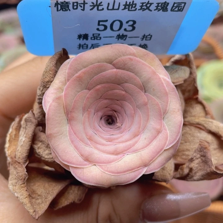 山地玫瑰503裸根发货不售后