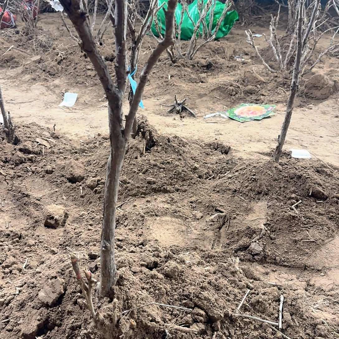 无花朵1111111111111111111111111