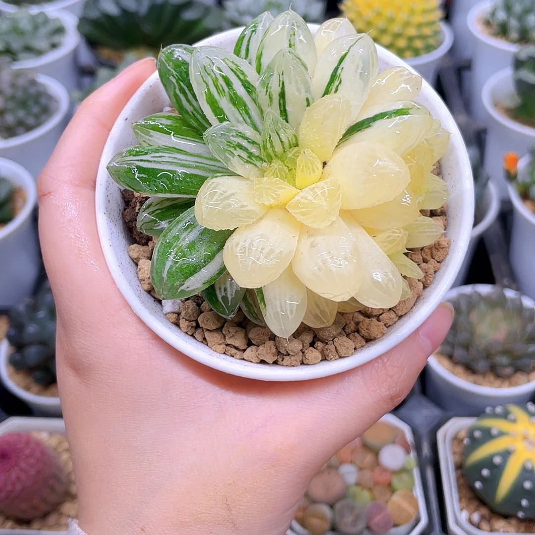 苏州玉露锦，原盆