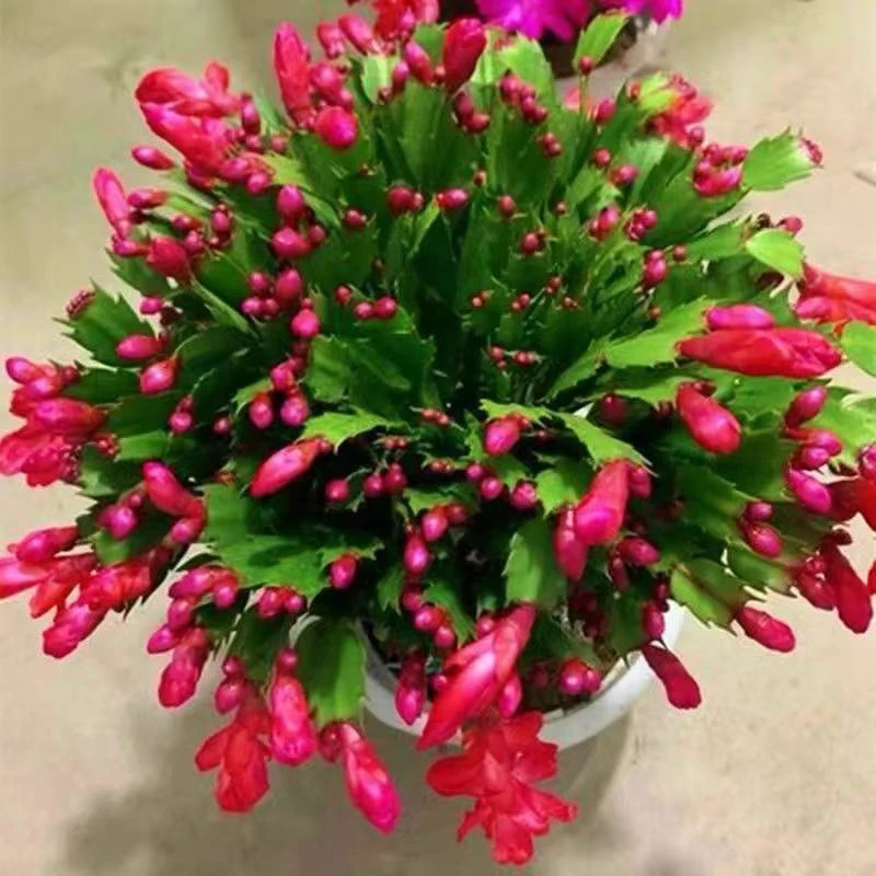 红色蟹爪兰带花苞四季开花室内盆栽绿植物好养懒人盆景