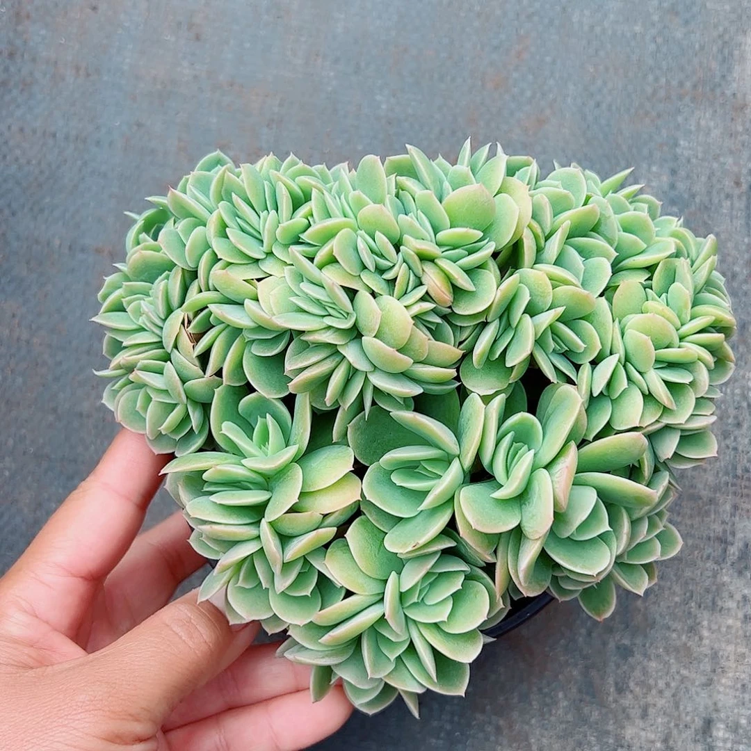 星娜塔朵朵一物一拍