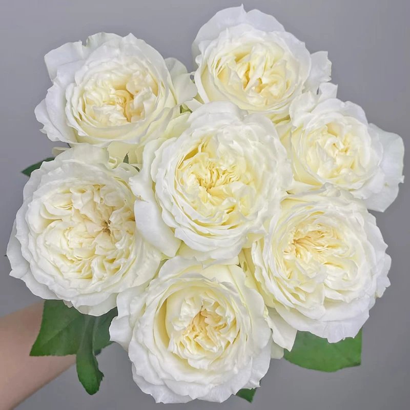 【白荣耀】玫瑰【2单包邮京东冷链/一支损坏也包赔】