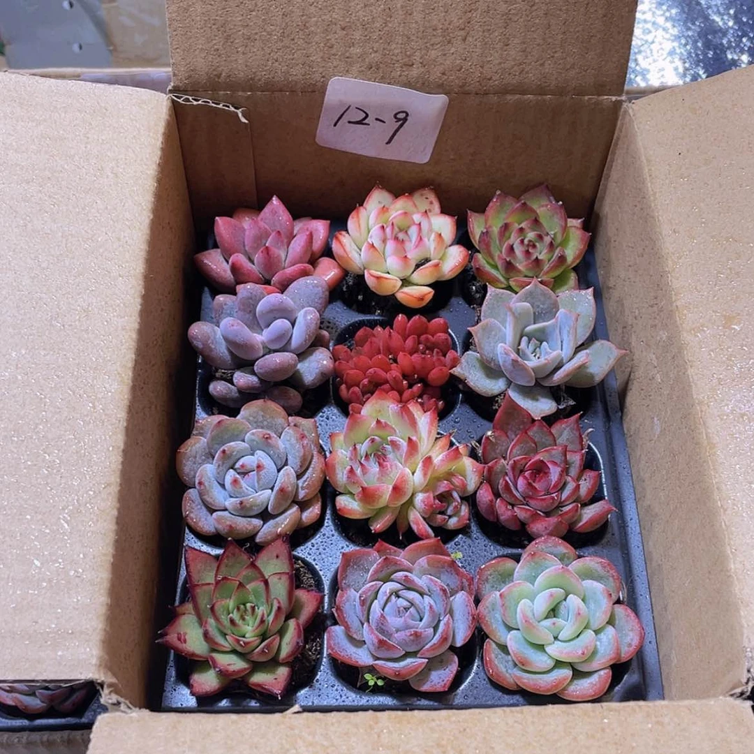 【闪购商品】12颗-9