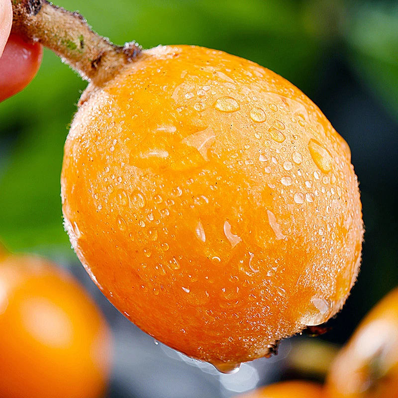 【枇杷鲜果】顺丰1斤3斤5斤云南大五星糯甜枇杷果新鲜水果现摘包邮