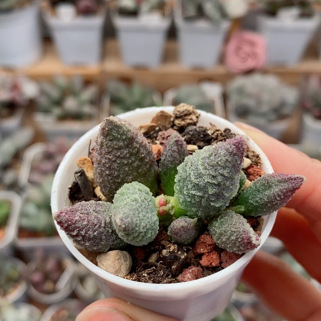 冰晶水泡多肉植物