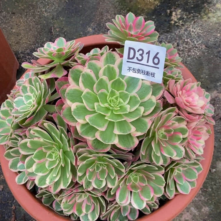 【闪购商品】316孔雀翎多肉