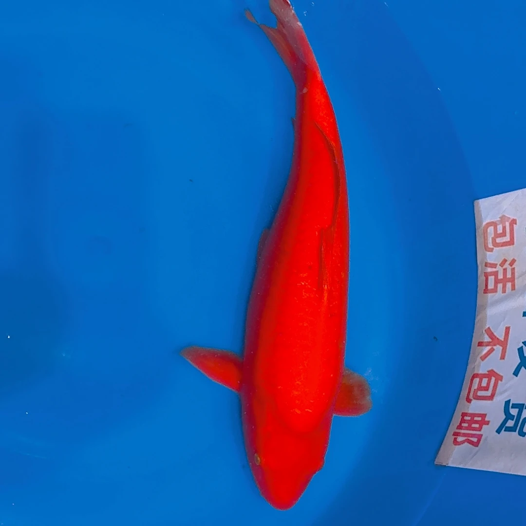 锦鲤火鲤专拍链接锦鲤